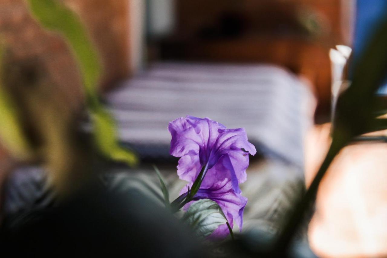 Casa Ka'A Hostel Ubatuba Exteriér fotografie