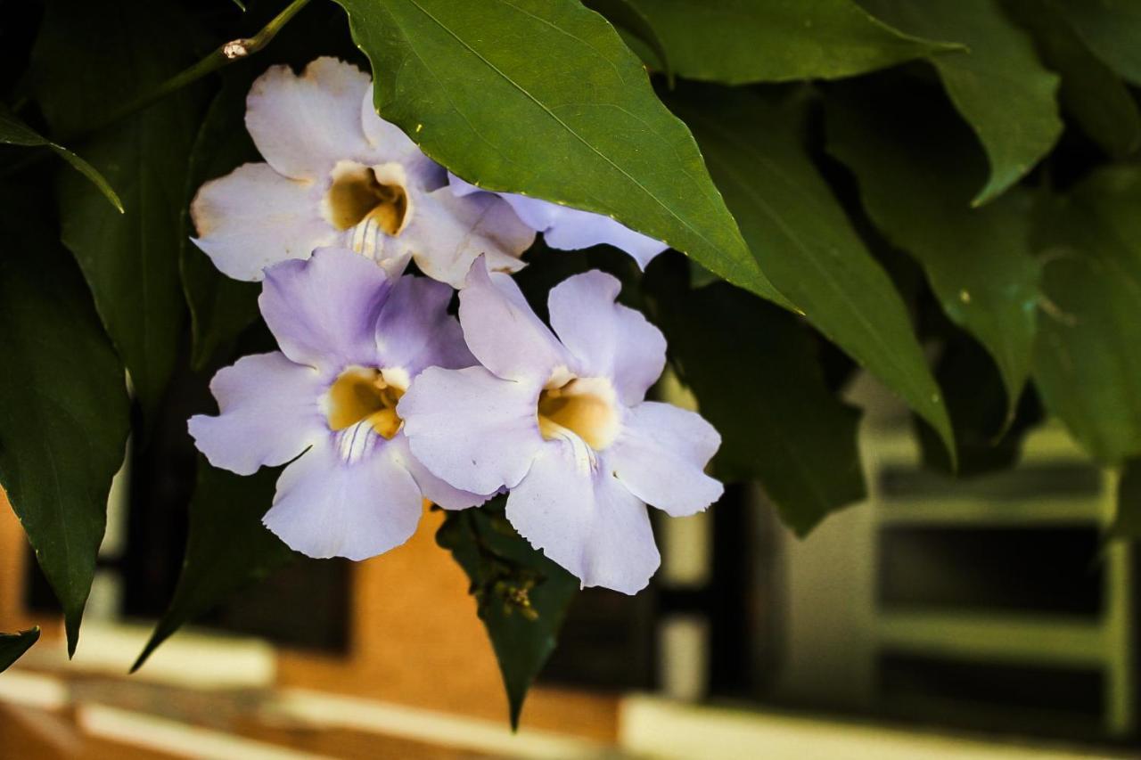 Casa Ka'A Hostel Ubatuba Exteriér fotografie